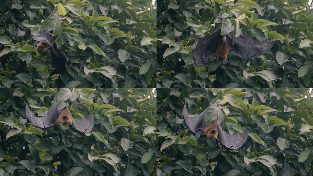 悬挂在树上的果蝠的慢动作镜头