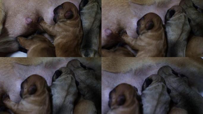 母狗用乳房的乳汁喂养Neks的失明婴儿。小狗排成一排，吮吸牛奶。新生幼犬与狗的概念。
