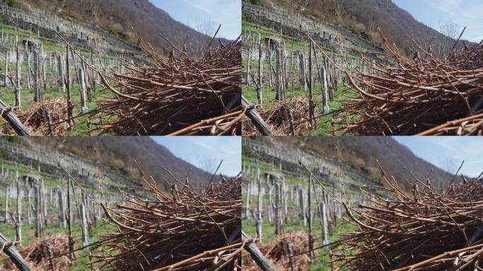 在山上一个空的葡萄园附近堆放了一捆木棍的细节照片