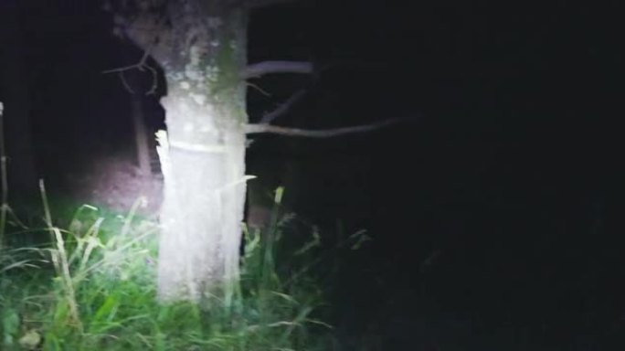 POV用头灯探索夜间森林: 幽灵般的冒险