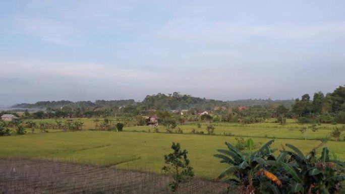 印度尼西亚加里曼丹的绿色稻田