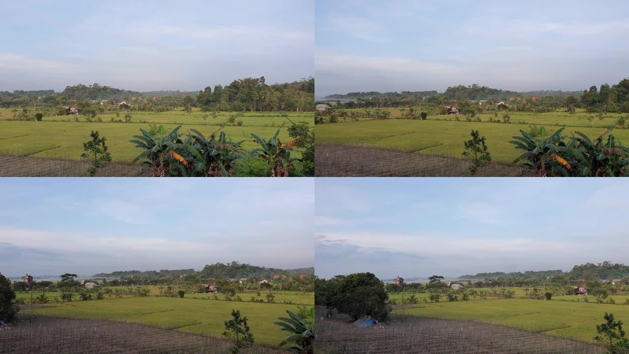 印度尼西亚加里曼丹的绿色稻田