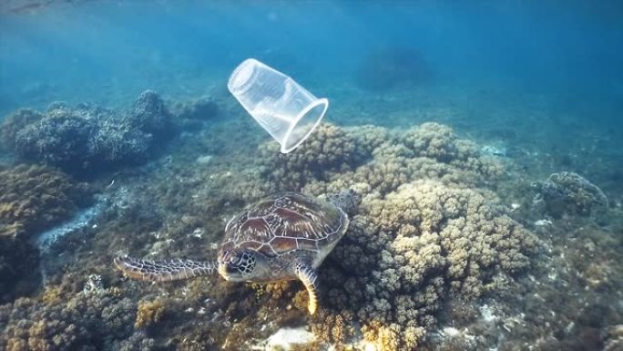 用海龟和礁石漂浮在海洋中的塑料杯