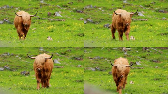 高地牛奶牛在夏季牧场上吃草。夏季，苏格兰牛在草地上行走