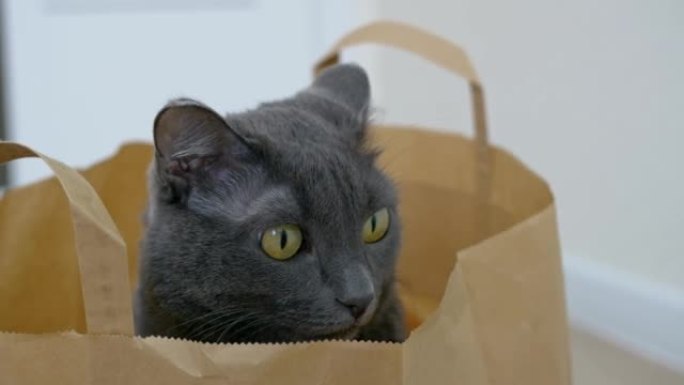 一只藏在纸袋里的灰猫的特写镜头。一只有趣的猫从超市爬进袋子，用黄色的眼睛往外看。家猫与人的生活。装在