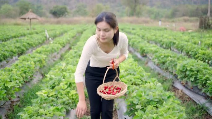 亚洲妇女去草莓农场采摘草莓度假。