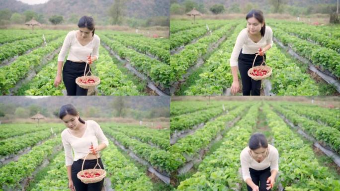 亚洲妇女去草莓农场采摘草莓度假。
