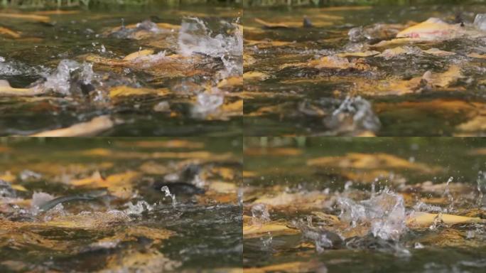 在繁殖池中拍摄金色虹鳟鱼的慢动作细节