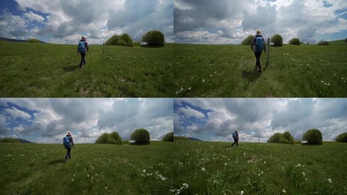 春季野生水仙 (水仙花) 的草地