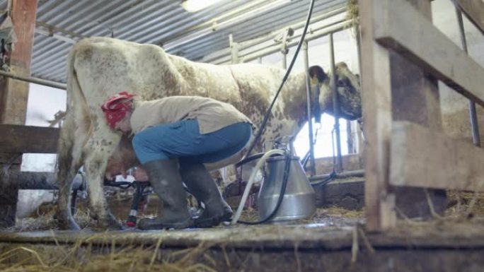 挤奶女工将吸盘固定在奶头上开始挤奶，瑞典农村