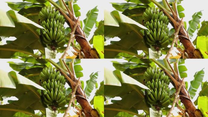一串绿色的香蕉挂在香蕉掌上。