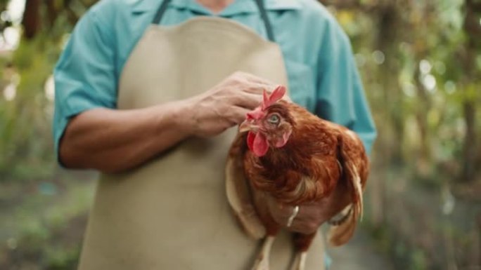 农民在有机农场工作时抱着鸡