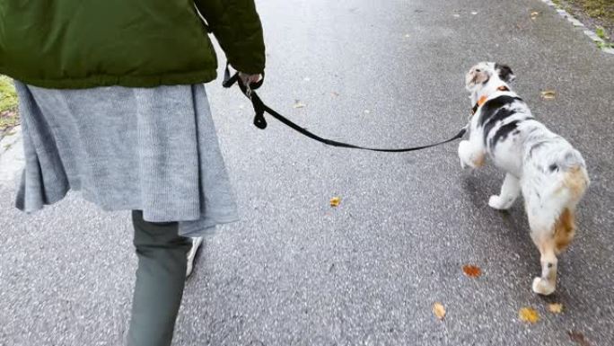SLO MO TS幼犬在其女性主人的皮带上行走