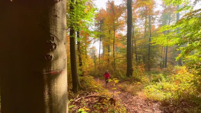 女人在阳光明媚的秋天森林中奔跑