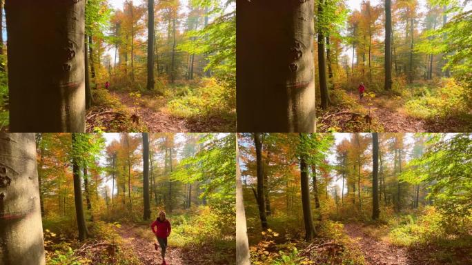 女人在阳光明媚的秋天森林中奔跑