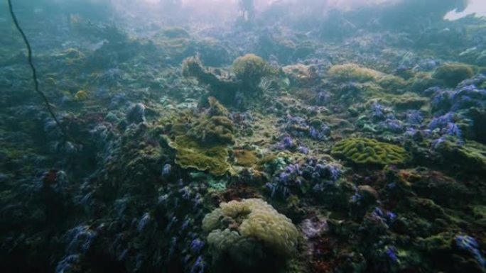 水下彩色蓝色珊瑚场景