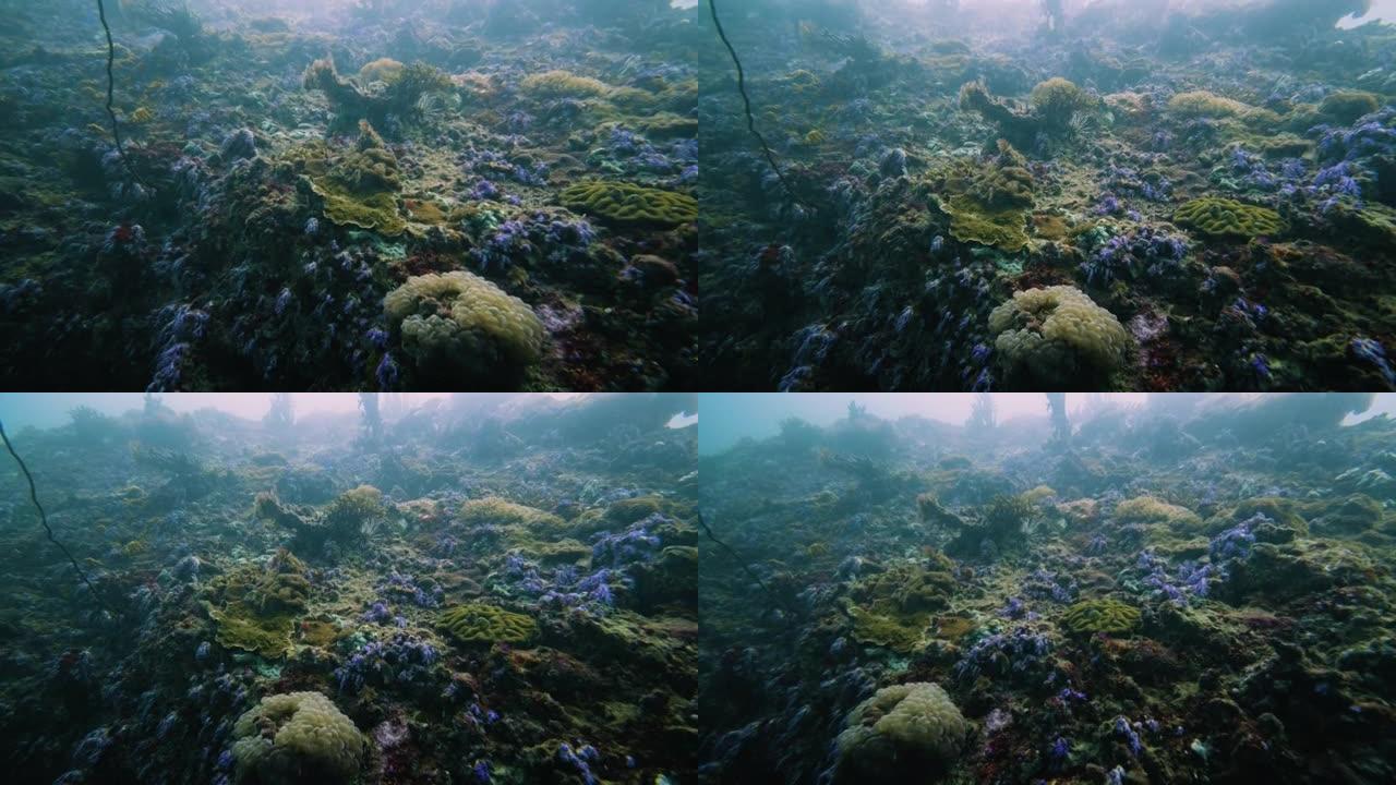水下彩色蓝色珊瑚场景
