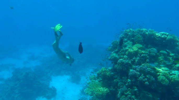 Woman in a mask and fins dives to the deep and loo