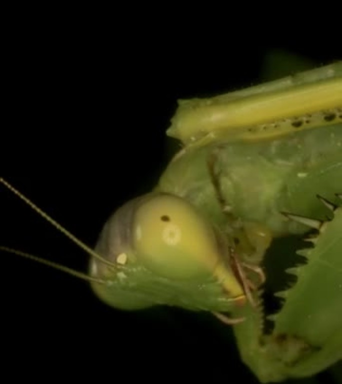 垂直视频: 大型绿色螳螂清洁前爪的特写。极端特写