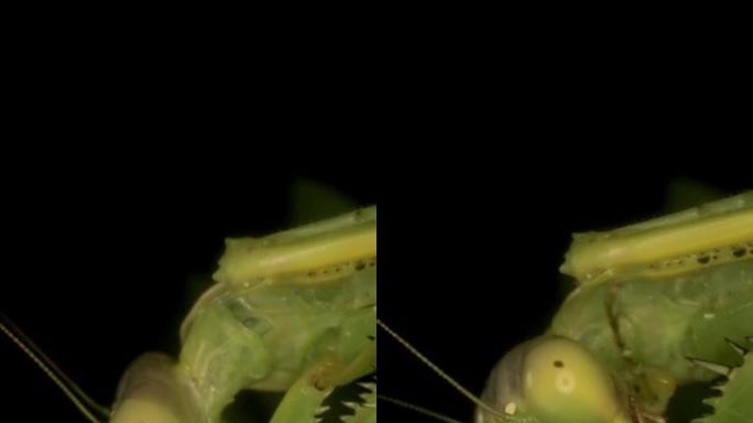 垂直视频: 大型绿色螳螂清洁前爪的特写。极端特写