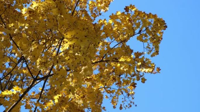 黄色的枫叶靠着蓝天。枫树的树枝。一阵风。