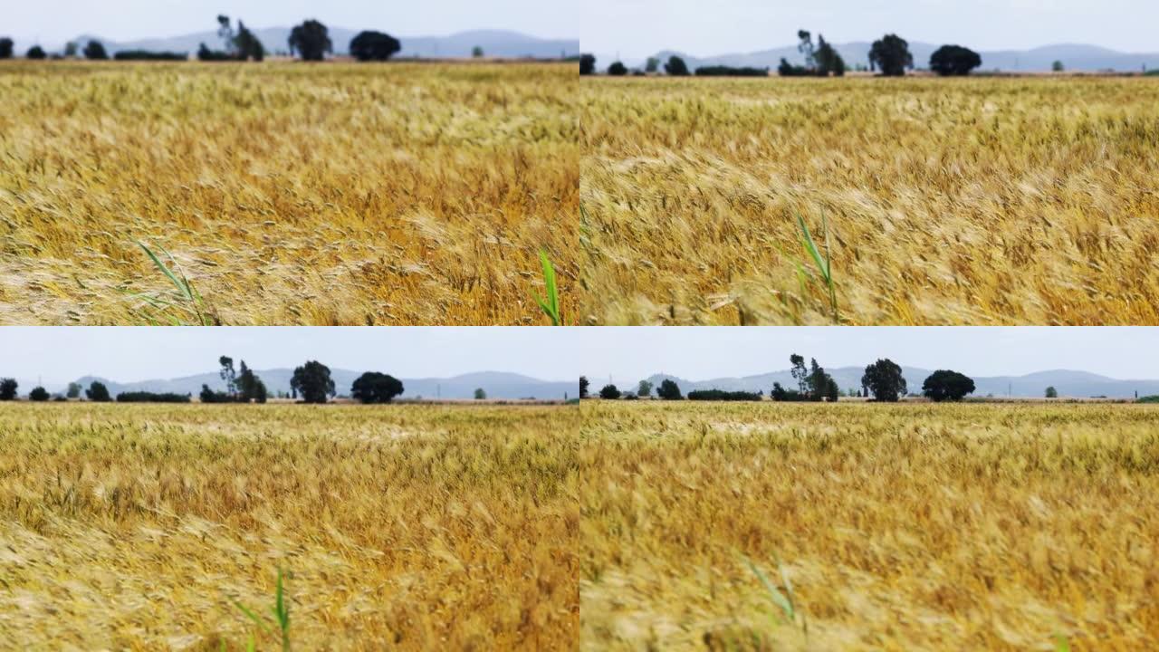 夏季晴天的麦粒田宣传片风吹麦动空镜头