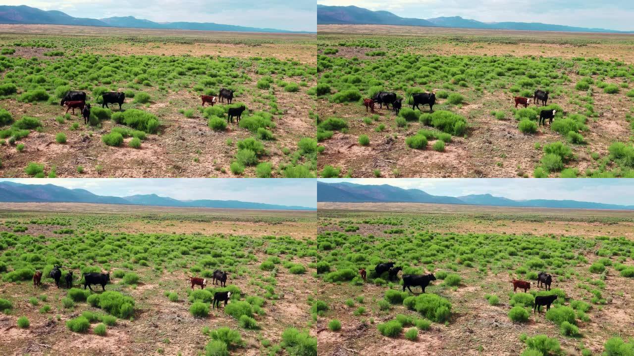 干旱平原地区绿色植物上放牧的小牛群无人机的空中飞行视图。加利福尼亚的农业