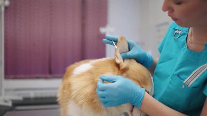 兽医诊所的可爱狗，女医生正在为害怕的宠物清洁耳朵