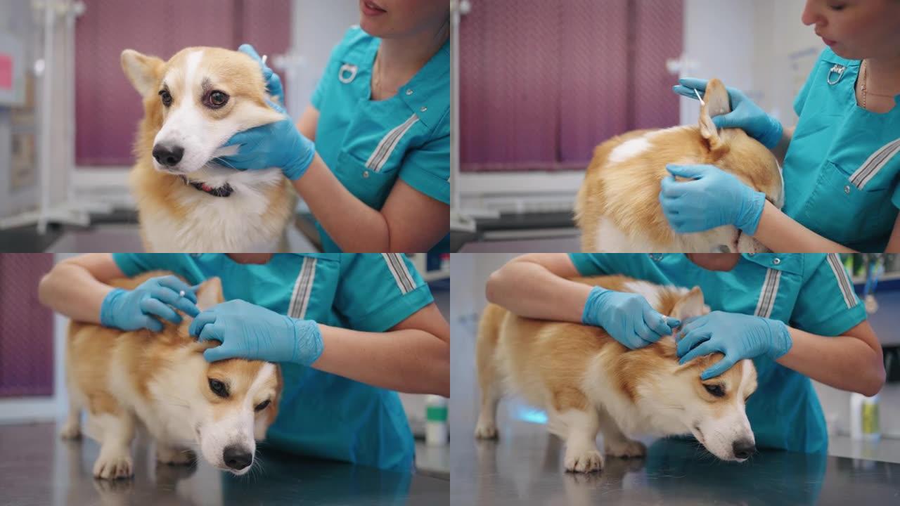 兽医诊所的可爱狗，女医生正在为害怕的宠物清洁耳朵