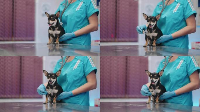 可爱的玩具梗狗坐在兽医诊所的桌子上，女医生正在用听诊器检查他的