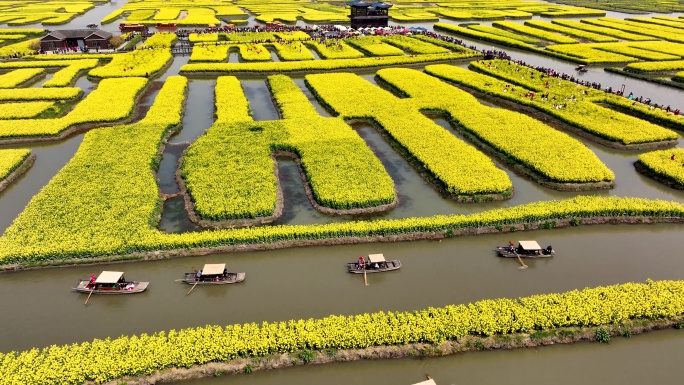 江苏兴化：千垛花海醉游人