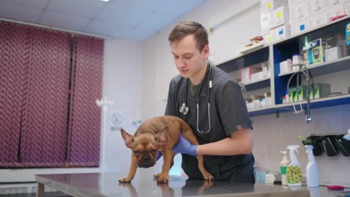 兽医正在兽医诊所检查狗，触摸法国斗牛犬的腹部