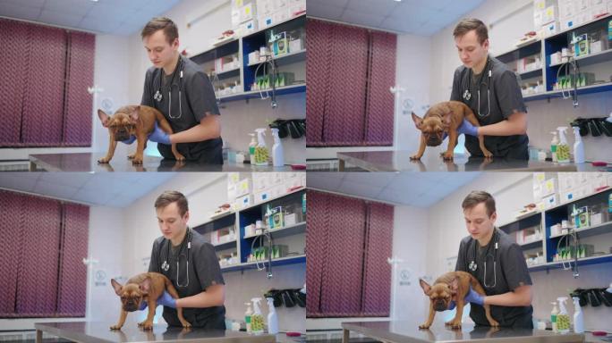 兽医正在兽医诊所检查狗，触摸法国斗牛犬的腹部
