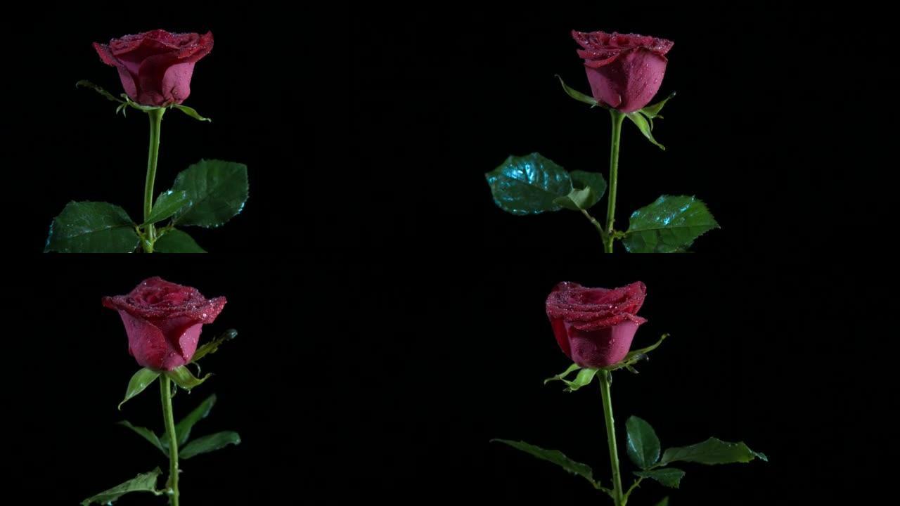 红玫瑰上的露水。