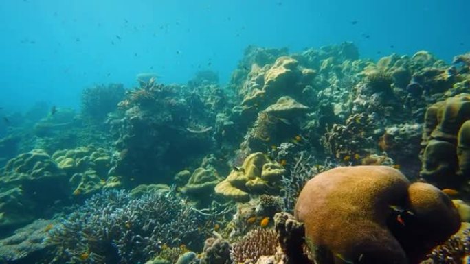 水下彩色珊瑚场景景观鱼群生长