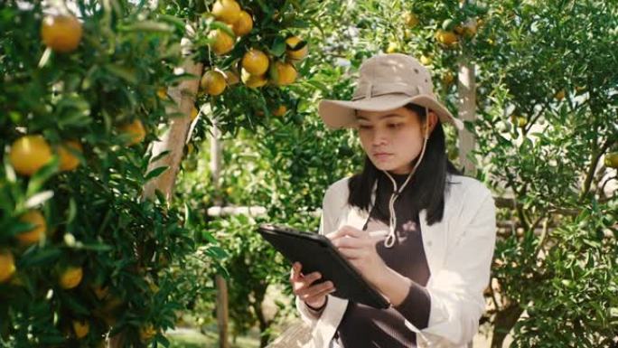橙色果园，亚洲女性在橙色果园用技术工具检查橙色果园，准备通过平板电脑订购和库存。
