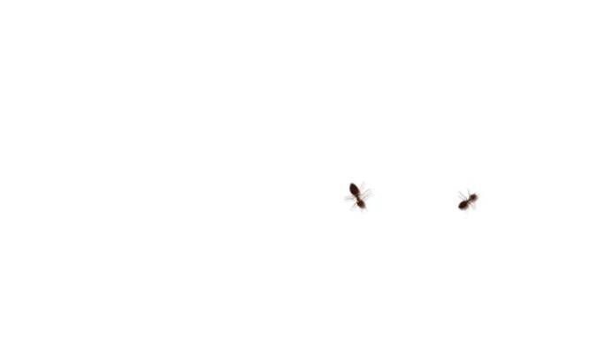 野生蚂蚁在路径循环背景上行走。一群蚂蚁行走。动物传播