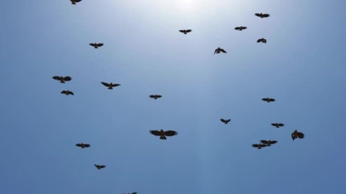一群飞在天空中的鸟叫。死亡循环背景的混乱。