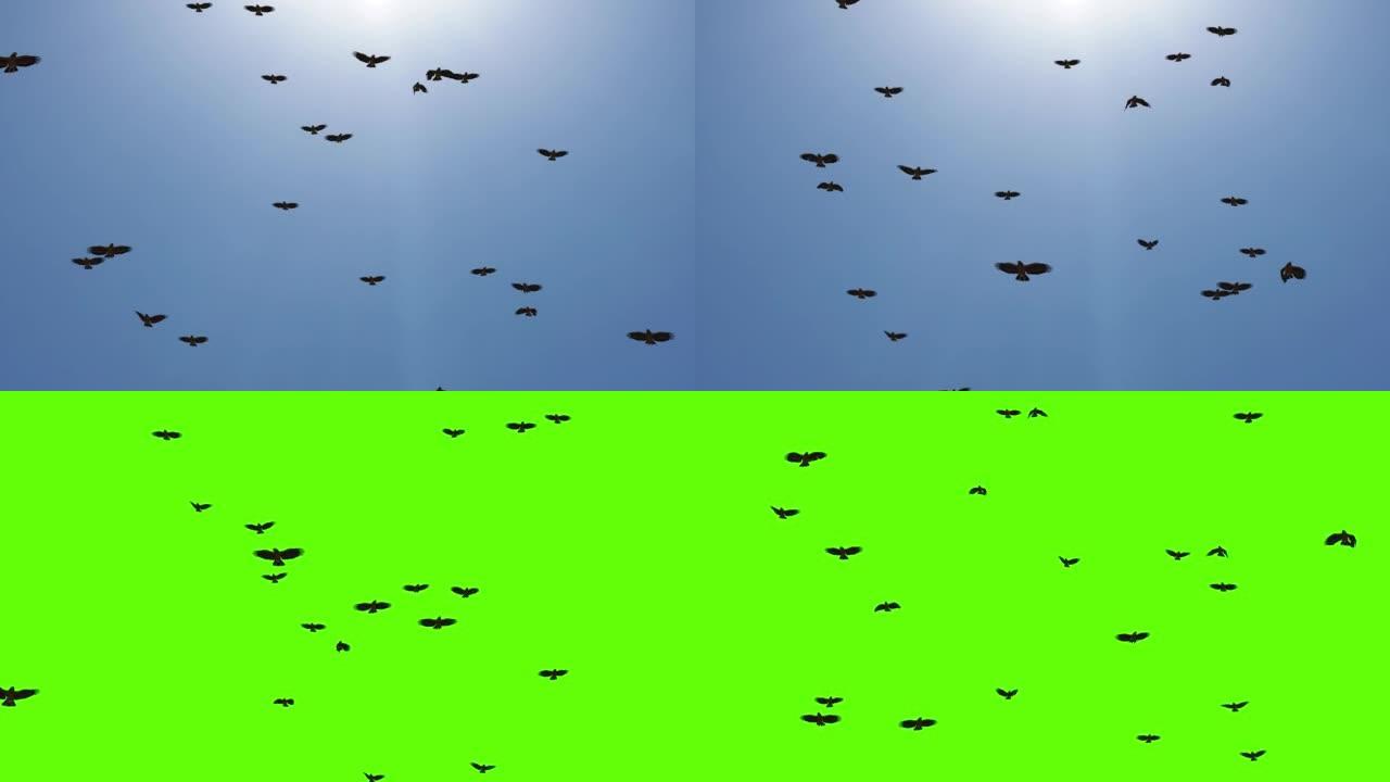 一群飞在天空中的鸟叫。死亡循环背景的混乱。
