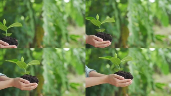 妇女抱着幼树准备在肥沃的土壤中生长，准备种植和减少全球变暖，拯救世界环境，拯救生命，种植一棵树世界环