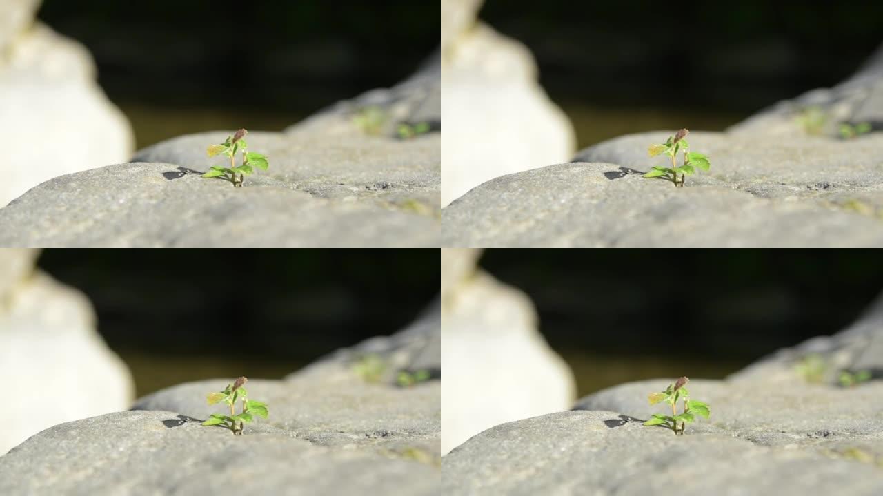 山区河流石头上的脆弱植物