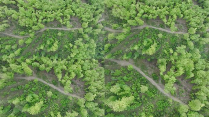 空中无人机可以看到茂密的绿色森林，森林砍伐的迹象