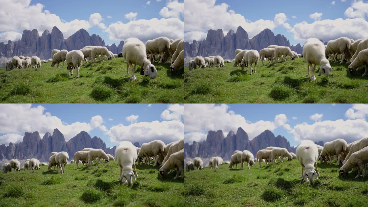 白云岩上的户外冒险: 山上放牧的绵羊