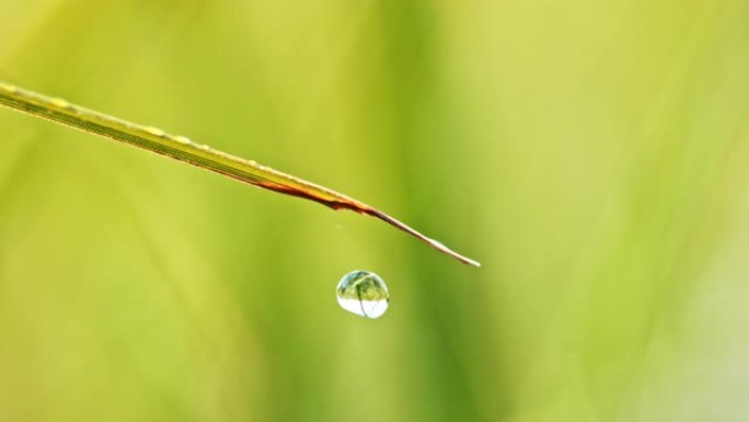 从草地上掉下来的水滴