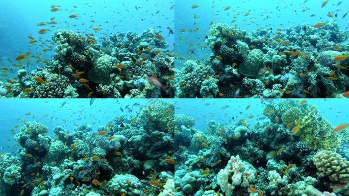 充满活力的水下珊瑚礁与鱼群