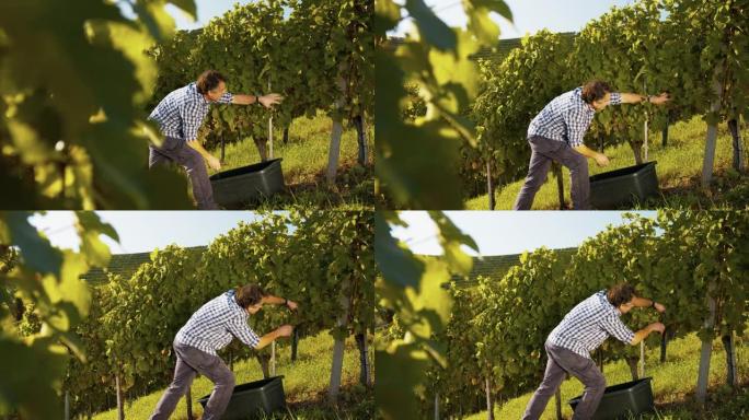 一名男子从葡萄藤上剪下葡萄的慢动作镜头