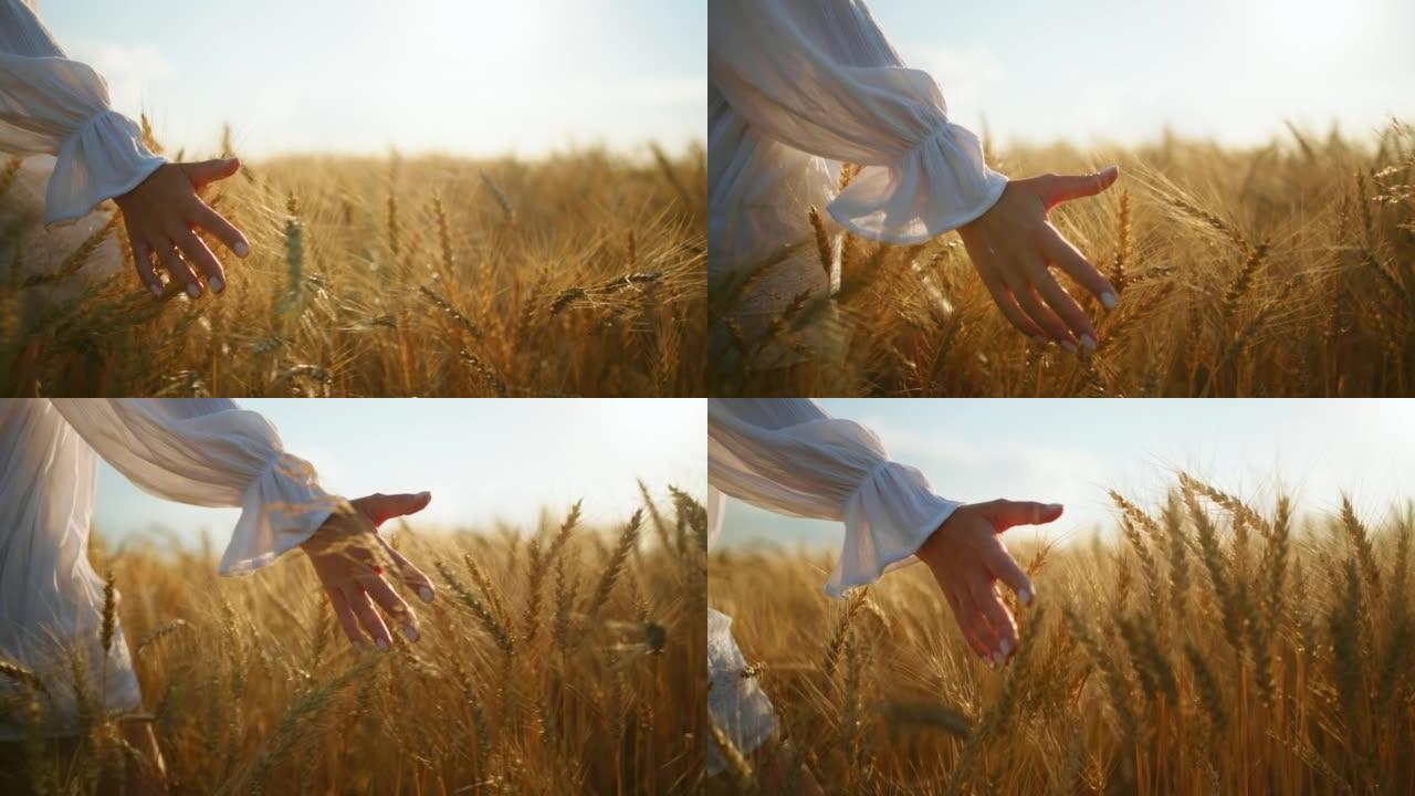 女人在农田里散步和抚摸黑麦耳朵，手和女性身体的特写视图