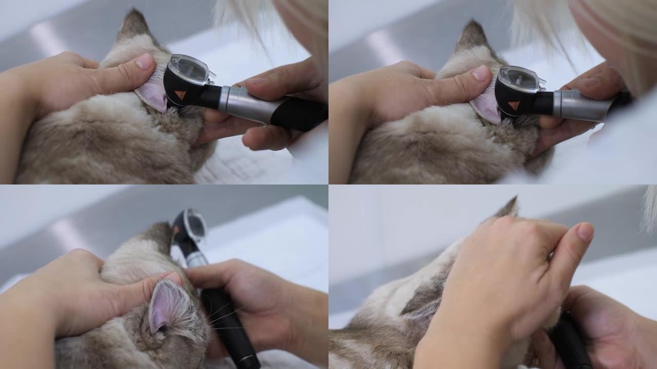 特写镜头。在兽医的预约下为猫进行耳镜检查。一位女医生仔细检查病人的耳道，以排除耳部病变。