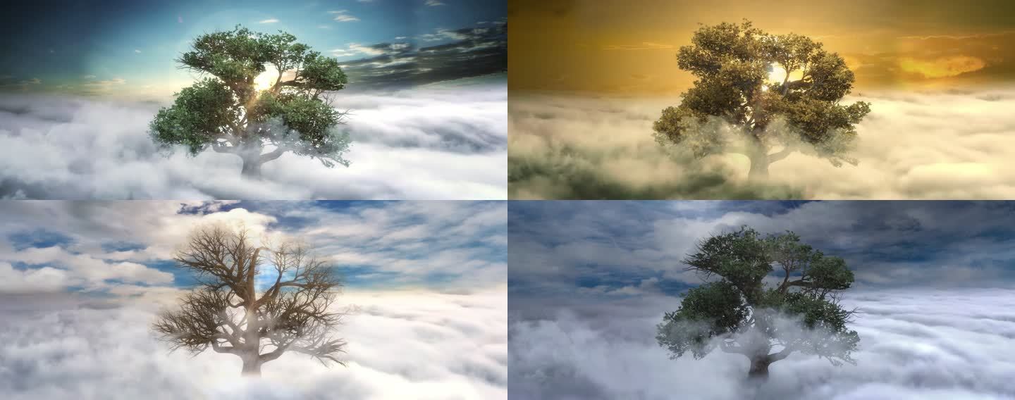 日月更迭树木生长时光变迁视频素材