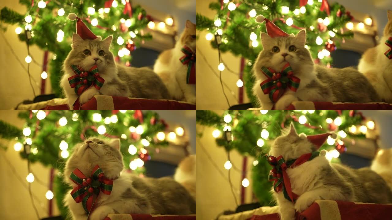西伯利亚猫在圣诞树上休息
